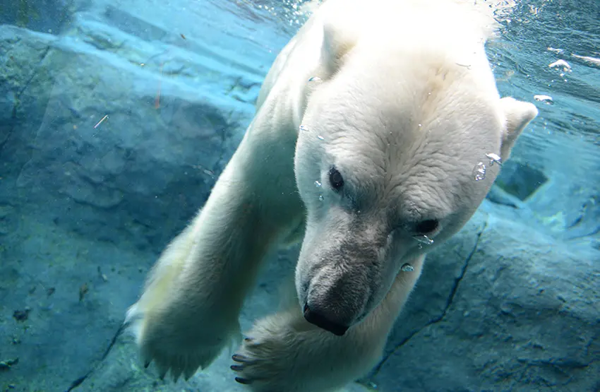 Maruyama Zoo