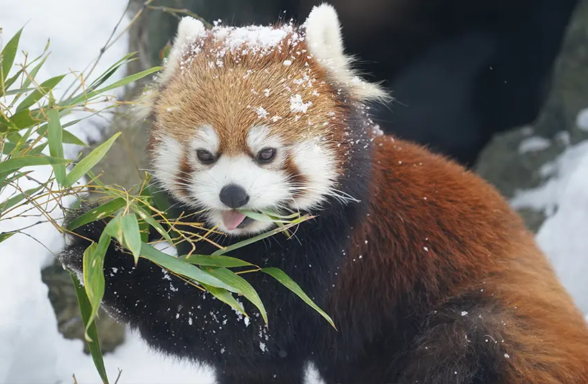 札幌市円山動物園