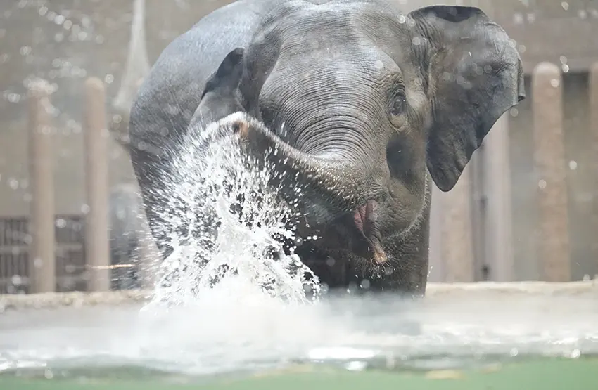 札幌市円山動物園